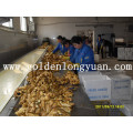 High Quality Fresh Ginger with Best Price